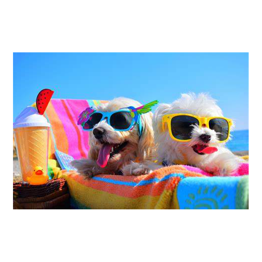 Perros - accesorios - accesorios verano